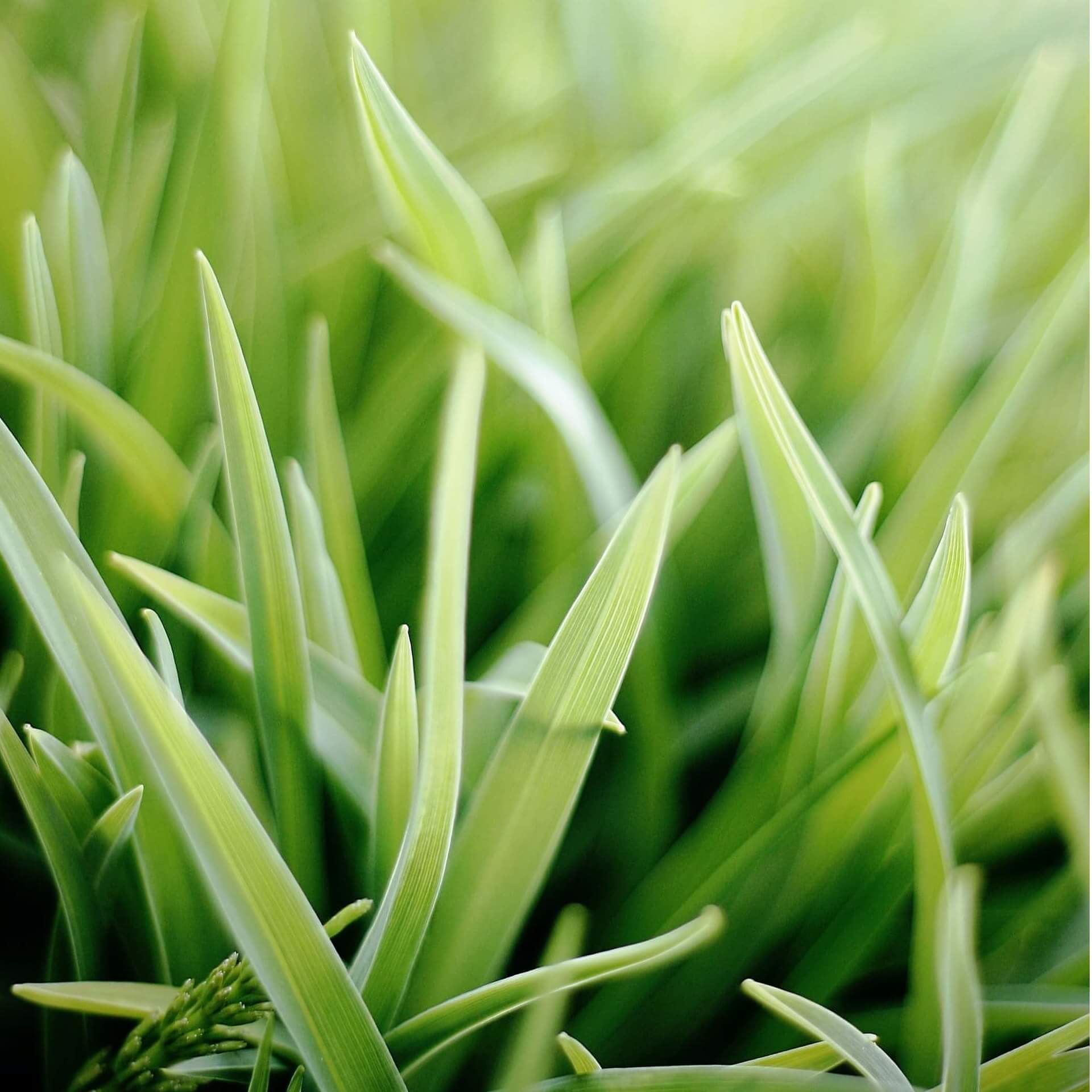 Artificial Grass Johor